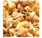 Sprouting seeds - Wheat